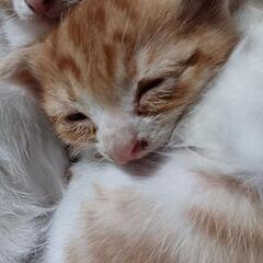 3月15日生まれの仔猫。