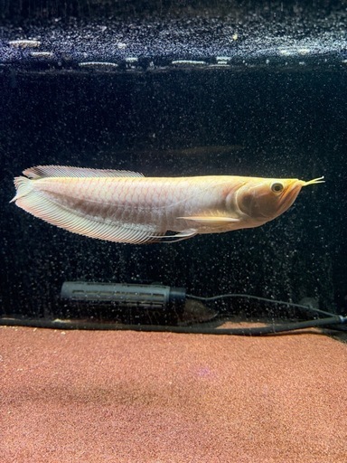 シルバーアロワナアルビノセミショート