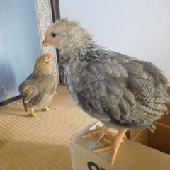 ウズラチャボ（鶉尾）の中びな２羽（♂）の里親さん募集 - 長生郡