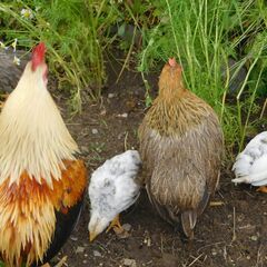 ウズラチャボ（鶉尾）の中びな２羽（♂）の里親さん募集 − 千葉県