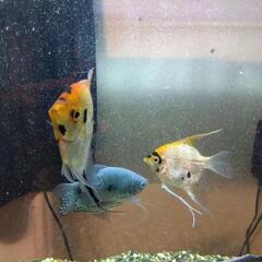 【取引中】熱帯魚（エンゼルフィッシュとグラミー）