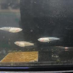 ★めだか〜ホワイトフェニックス　若魚オス1・メス2　屋外飼育越冬個体の画像