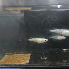 ★めだか〜ホワイトフェニックス　若魚オス1・メス2　屋外飼育越冬個体の画像