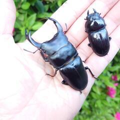 希少熊本産オオクワガタ生体★天然WILD雄65.7WILDから 累代F2個体 雄71mm 雌43mmペア　国産オオクワガタ、熊本オオクワガタの画像