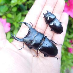 希少熊本産オオクワガタ生体★天然WILD雄65.7WILDから 累代F2個体 雄71mm 雌43mmペア　国産オオクワガタ、熊本オオクワガタの画像
