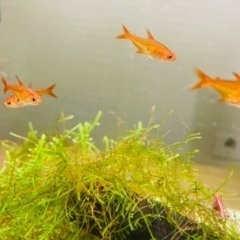 熱帯魚の中古が安い!激安で譲ります・無料であげます|ジモティー 熱帯魚の中古が安い!激安で譲ります・無料であげます|ジモティー