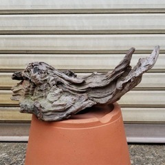 流木