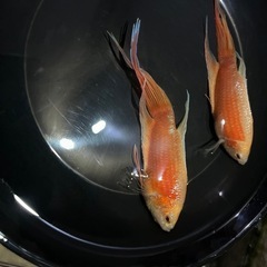 フルゴールドパラダイスフィッシュ