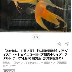 イエローパラダイスフィッシュの画像