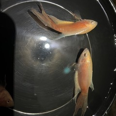 イエローパラダイスフィッシュの画像