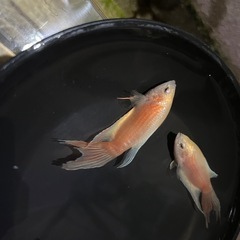 イエローパラダイスフィッシュ