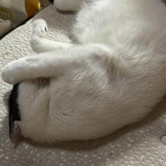 2歳近く保護猫です。 - 春日井市