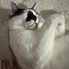 2歳近く保護猫です。 - 里親募集