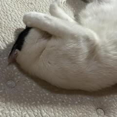 2歳近く保護猫です。 - 猫