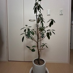 【受け渡し完了】観葉植物
