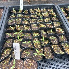 野菜の苗を買ってください。(ﾅｽ、ﾋﾟｰﾏﾝ、ｵｸﾗ、ｼｼﾄｳ、ﾐﾆﾄﾏﾄ、鷹の爪、ﾄｳﾓﾛｺｼ、ﾙｯｺﾗ、ﾊﾞｼﾞﾙ、ｲﾀﾘｱﾝﾊﾟｾﾘ、ﾏｸﾜｳﾘ、ｷｭｳｳﾘ 他) (1本30円)の画像