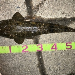 大分川でマゴチ狙いませんか？