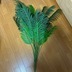 ランキングキーワードに紐づく投稿画像-観葉植物