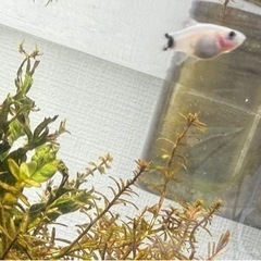 ミッキーマウスプラティ