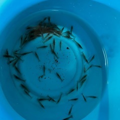 ミナミヌマエビとアカハライモリ