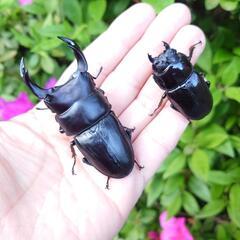 希少熊本産オオクワガタ生体★天然WILD雄60.6WILDから 累代F1個体 雄70mm 雌43mmペア　国産オオクワガタ、熊本オオクワガタの画像