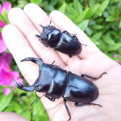 希少熊本産オオクワガタ生体★天然WILD雄60.6WILDから 累代F1個体 雄70mm 雌43mmペア 国産オオクワガタ、熊本オオクワガタの画像