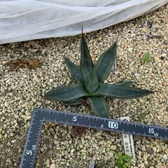 アガベ　シャークバイト