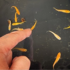 メダカの種類を教えてくれる方
