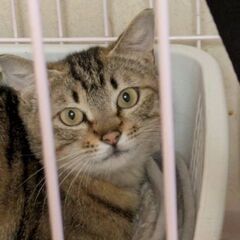 人馴れも進みおもちゃで遊ぶようになってきたルルちゃん、これからの...