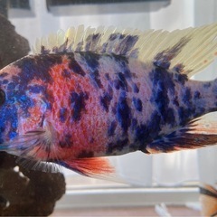 アフリカンシクリッド幼魚　熱帯魚　淡水魚の画像