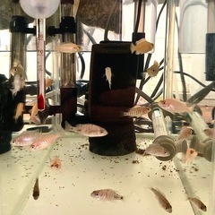 アフリカンシクリッド幼魚　熱帯魚　淡水魚