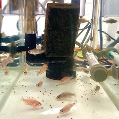 アフリカンシクリッド幼魚　熱帯魚　淡水魚の画像