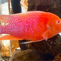アフリカンシクリッド幼魚　熱帯魚　淡水魚の画像