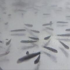 肉食魚の活餌等に　底物小魚50匹セット