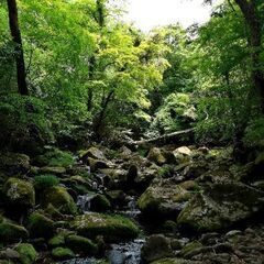 小さなことからできる森の再生活動🌿