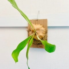 ④板付けコウモリラン　ビカクシダ　人気観葉植物の画像