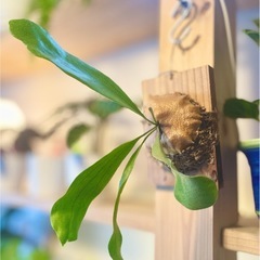 ④板付けコウモリラン　ビカクシダ　人気観葉植物