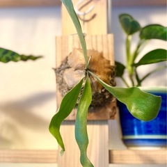 ④板付けコウモリラン　ビカクシダ　人気観葉植物の画像