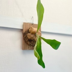 ④板付けコウモリラン　ビカクシダ　人気観葉植物の画像
