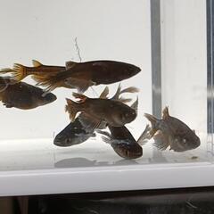【メダカの卵】武神鰭長 有精卵 15個