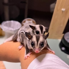 フクロモモンガ クリモザ値引き中！！ − 大阪府