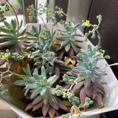 多肉植物④プランターごと