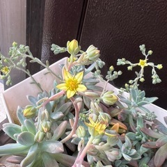 多肉植物②プランターごと
の画像