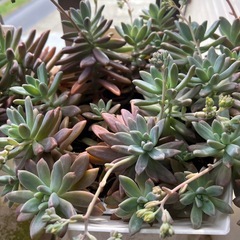 多肉植物②プランターごと
