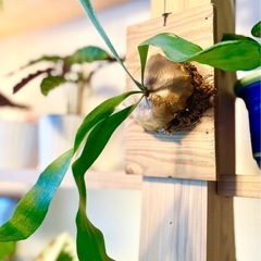 値下！オシャレ観葉植物！板付けコウモリラン　ビカクシダ　オシャレでカッコいい観葉植物の画像