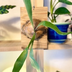 値下！オシャレ観葉植物！板付けコウモリラン　ビカクシダ　オシャレでカッコいい観葉植物の画像