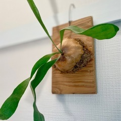 値下！オシャレ観葉植物！板付けコウモリラン　ビカクシダ　オシャレでカッコいい観葉植物の画像