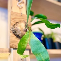 値下！オシャレ観葉植物！板付けコウモリラン　ビカクシダ　オシャレ...