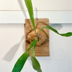 値下！オシャレ観葉植物！板付けコウモリラン　ビカクシダ　オシャレでカッコいい観葉植物の画像