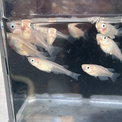 メダカ画像すべて